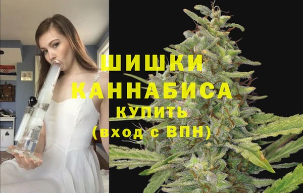 шишки Верея