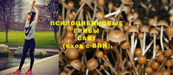 шишки Верея